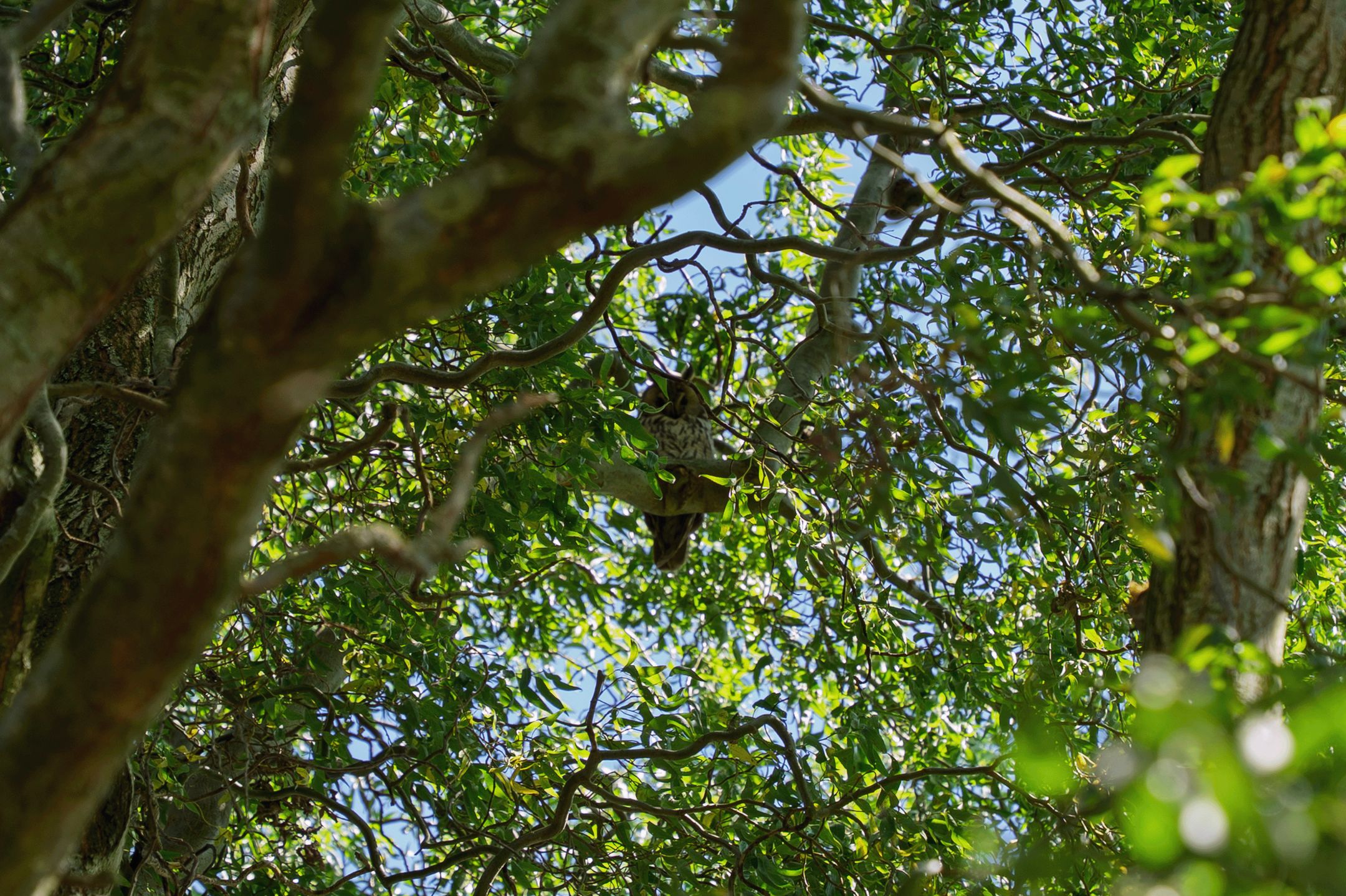 Photo 66 of Lopikerweg west 97