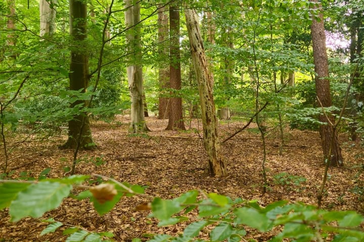 Foto 3 van Hartenseweg 11