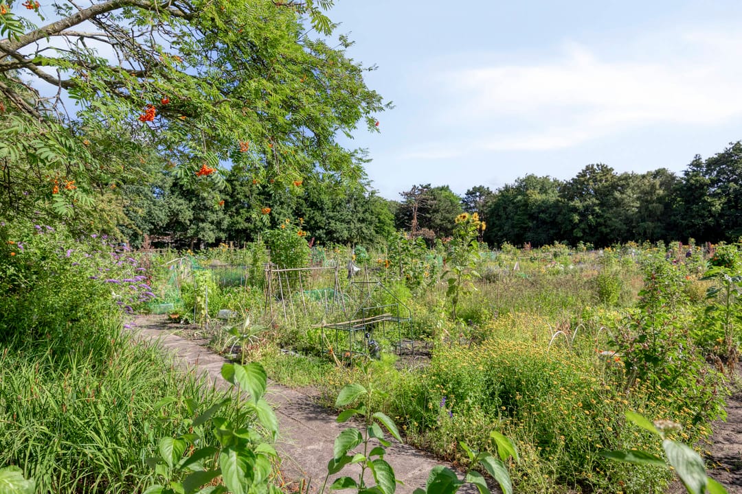 Foto 43 van Kornoeljestraat 136