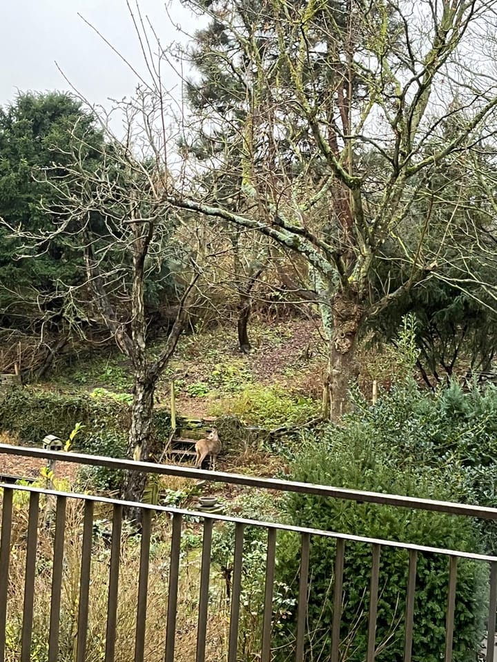 Foto 27 van Sperwerlaan 4