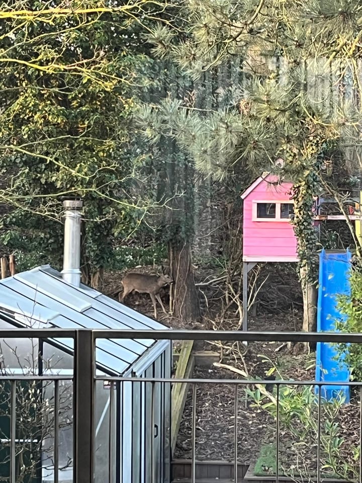 Foto 28 van Sperwerlaan 4