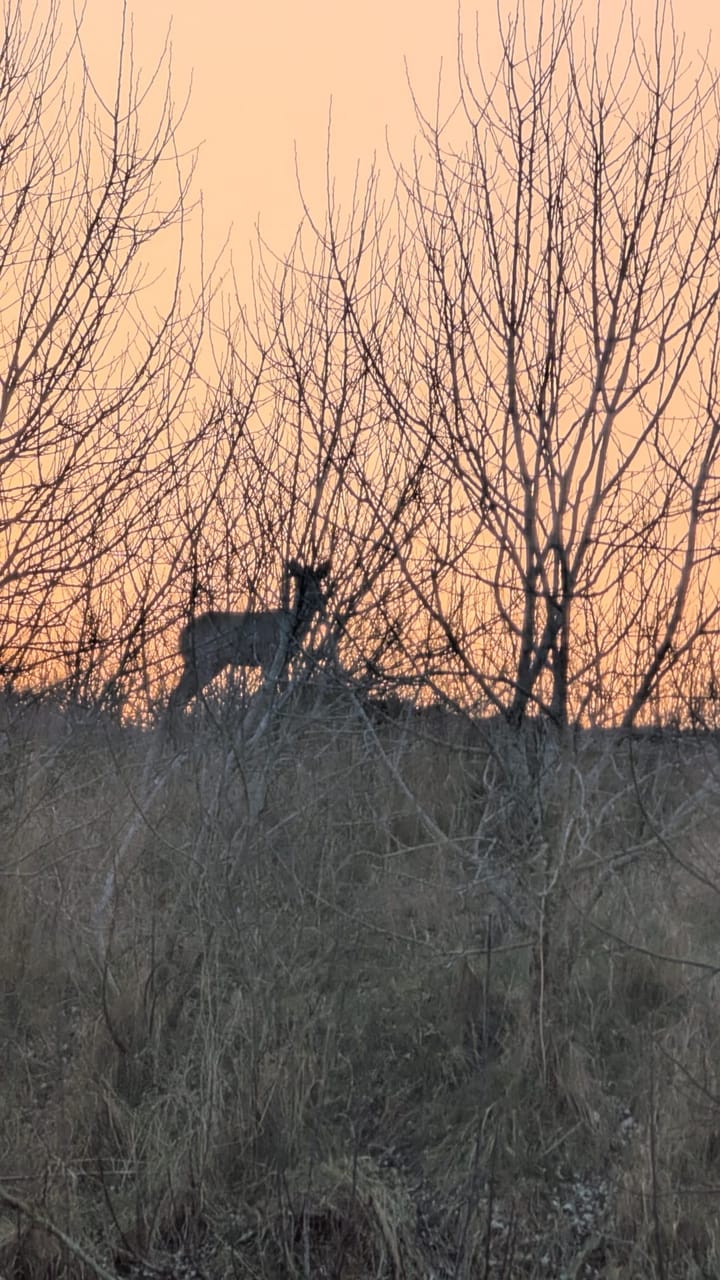 Foto 46 van Sperwerlaan 4