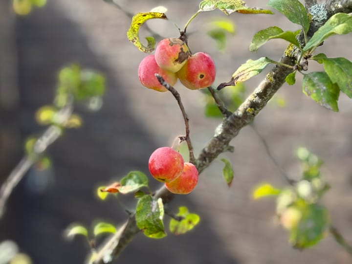 Foto 30 van Kapberg 42