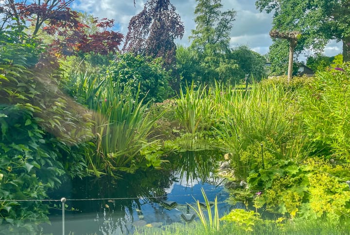 Foto 7 van Koningsdam 65