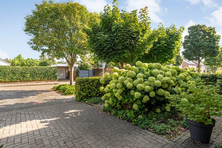 Foto 8 van Boterbloem 12