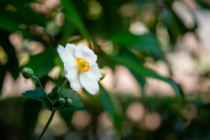 Photo 41 of Op den Bond 4