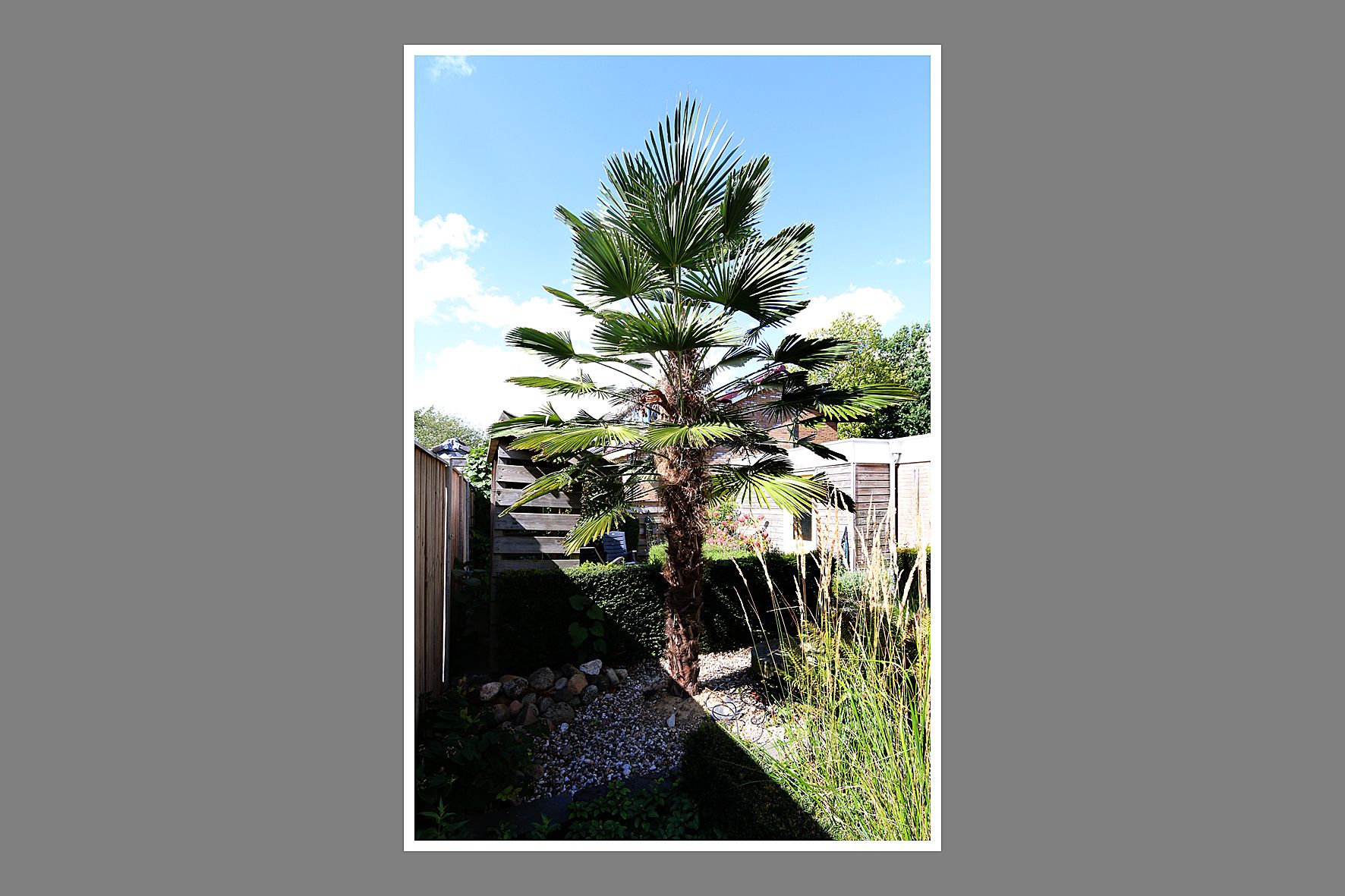 Foto 33 van Esdoornlaan 23