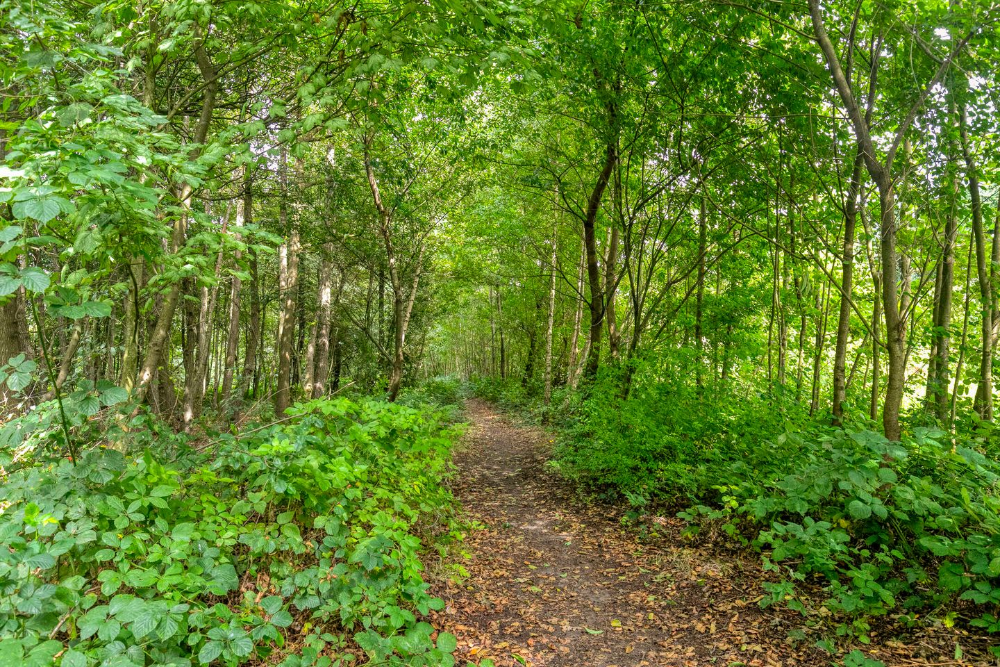 Foto 35 van Puccinistraat 12