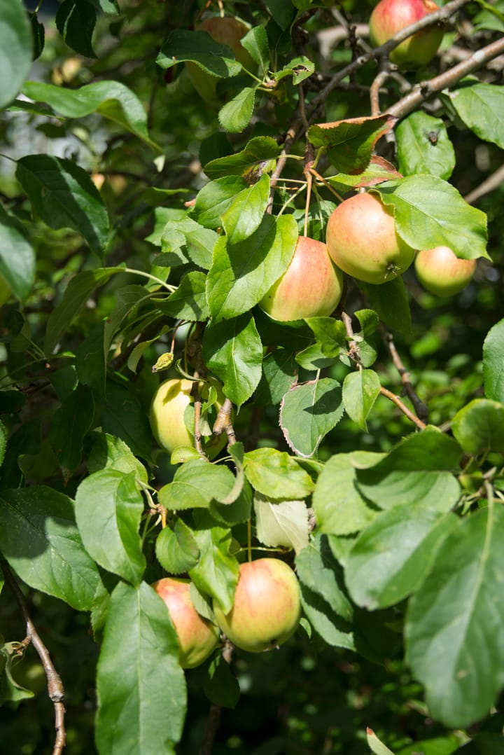 Photo 6 of Zuider Stationsweg 11