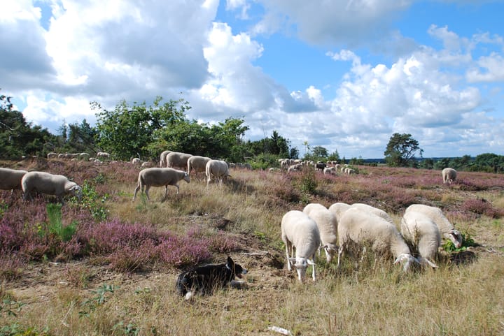 Foto 17 van Lemelerweg 60