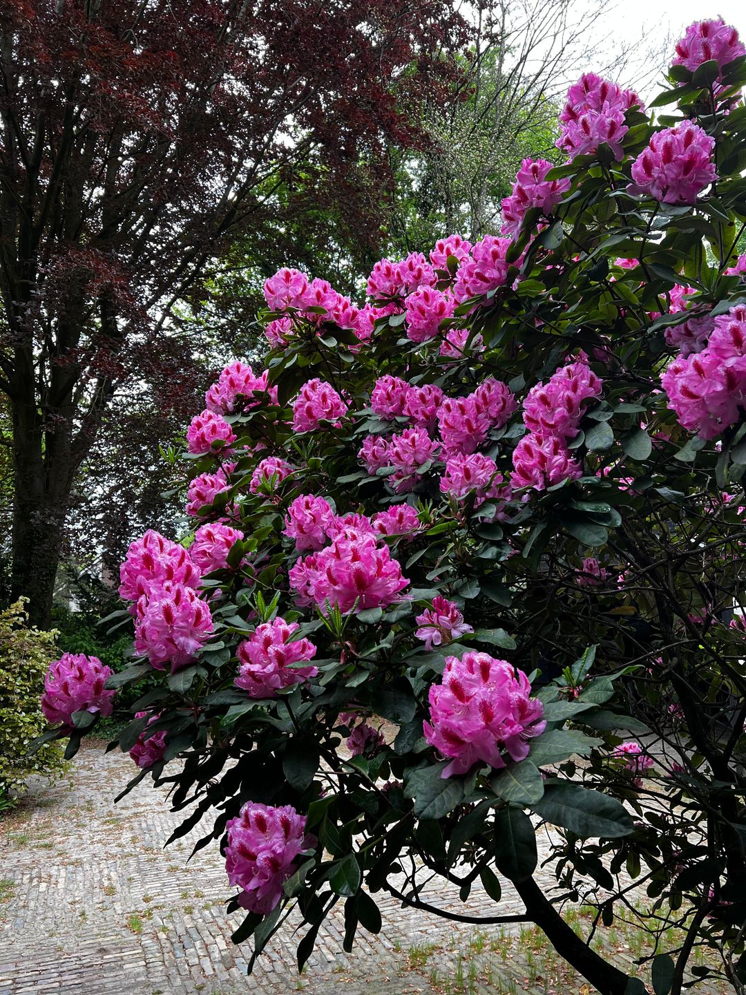 Foto 43 van Achter de Smidse 9