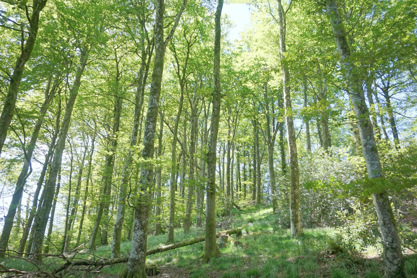 Photo 64 of En Darde