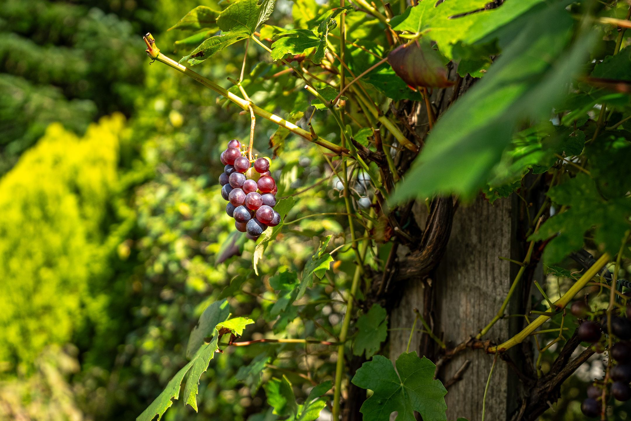 Foto 63 van Eeltsjemar 1