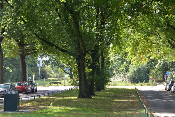 Foto 21 van Bosdrift 251