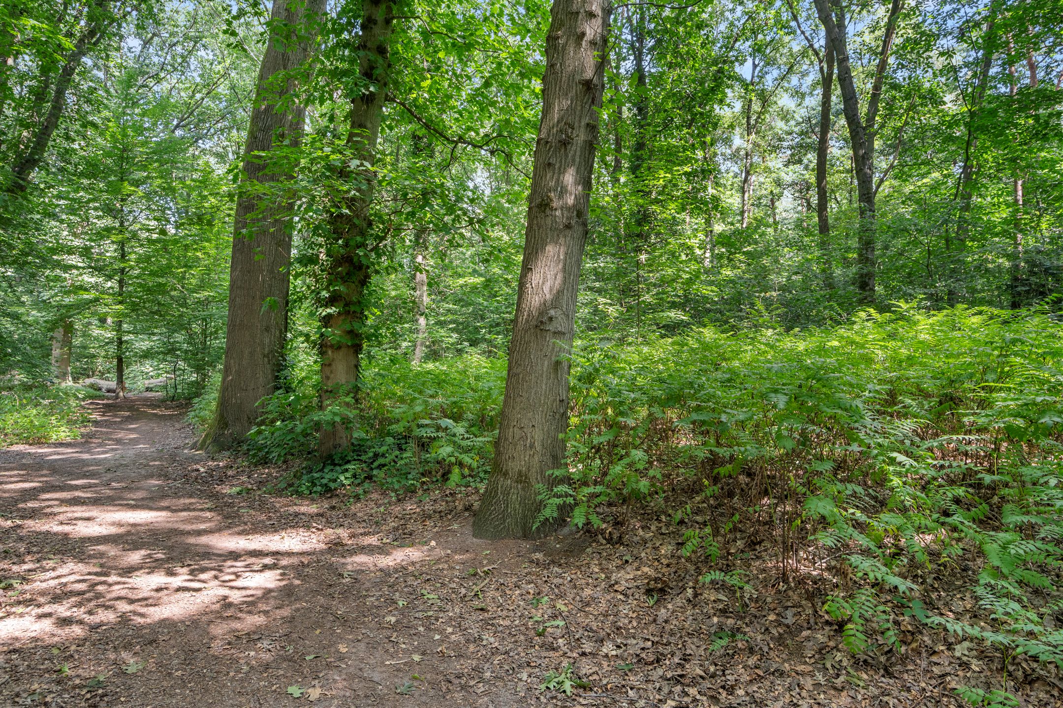 Foto 27 van Bosmeesterskamp 3-A