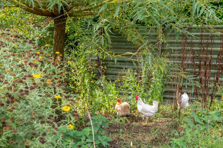 Foto 4 van Kortstraatje 2