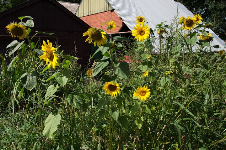 Foto 31 van Norgerweg 137