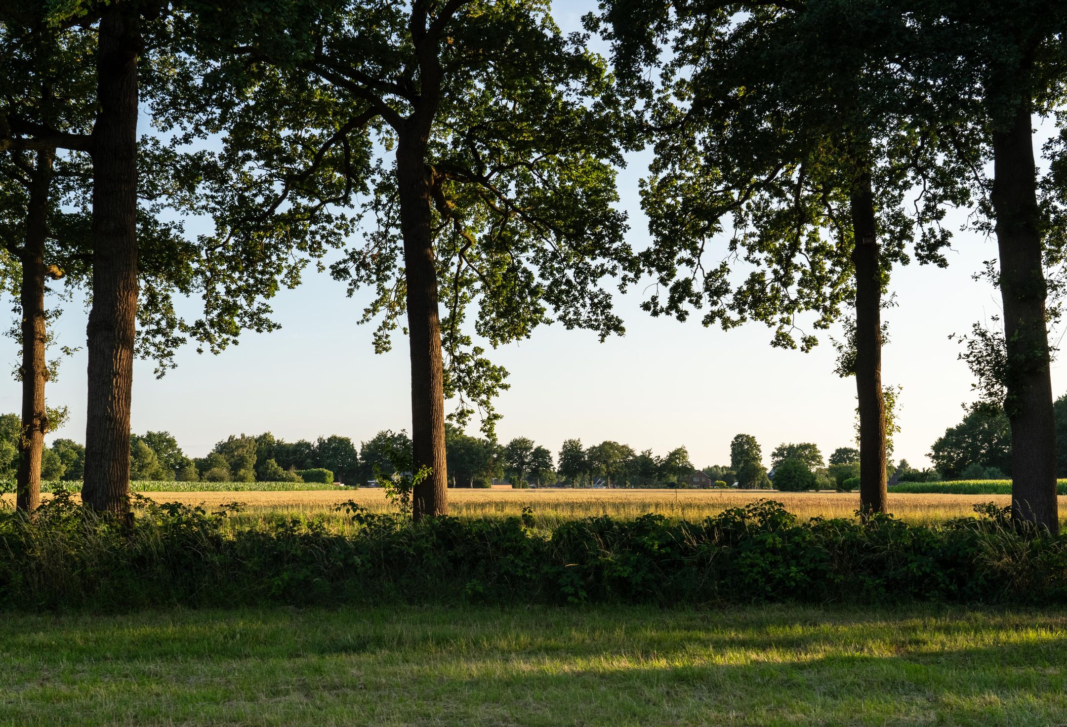 Foto 6 van Hondemotsweg, Wonen in het Veld (Bouwnr. Kavel C)