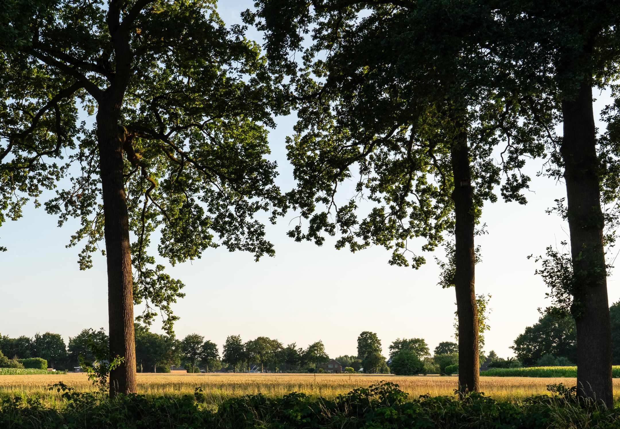 Foto 21 van Hondemotsweg, Wonen in het Veld (Bouwnr. Kavel E)