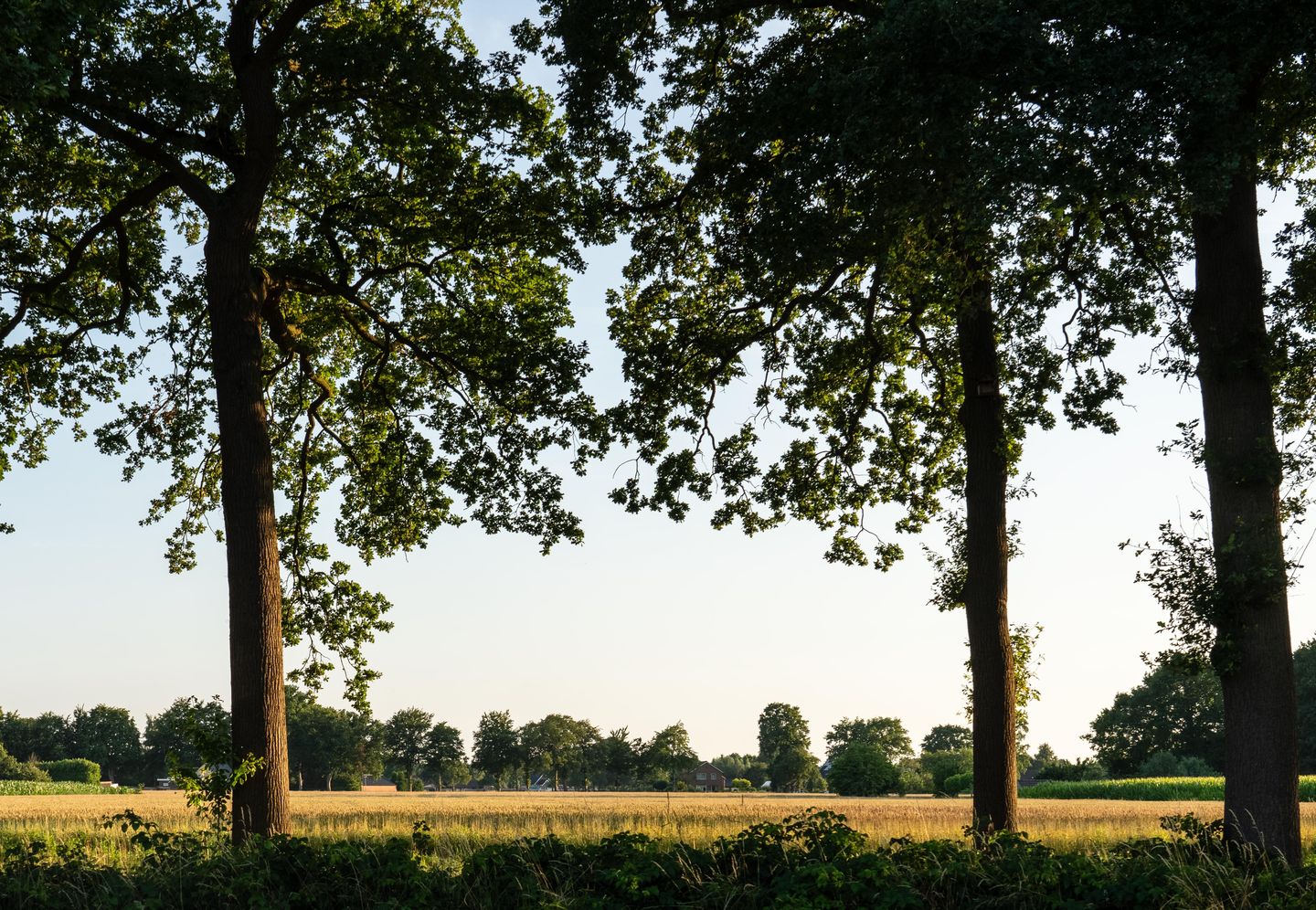 Foto 20 van Hondemotsweg, Wonen in het Veld (Bouwnr. Kavel G)