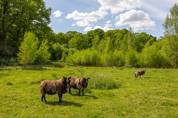 Foto 51 van Wildenborchseweg 11