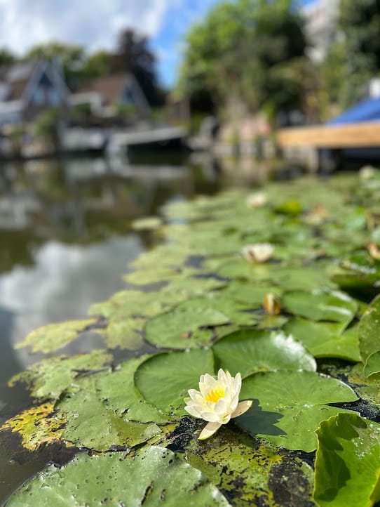 Photo 45 of J. Dixlaan 40