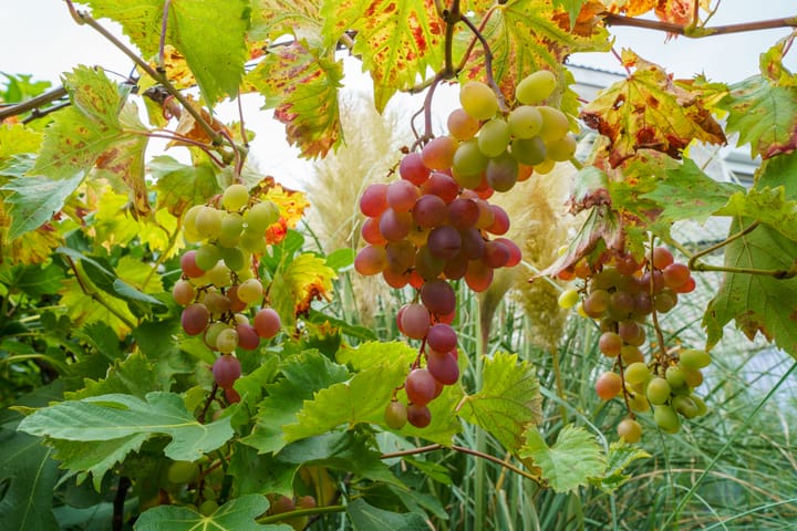 Foto 21 van P. Verhagenstraat 10