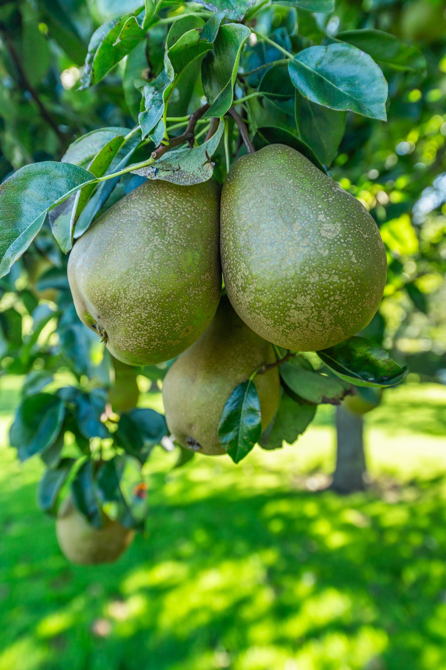 Foto 94 van Rijndijk 43-A