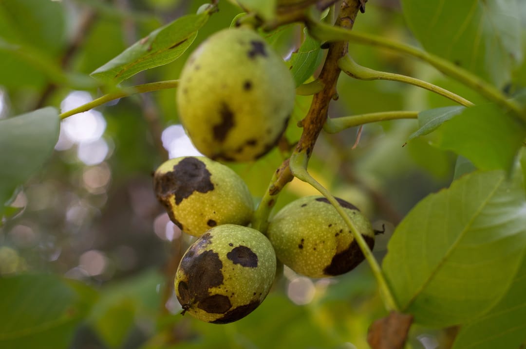 Foto 53 van Ericasestraat 11