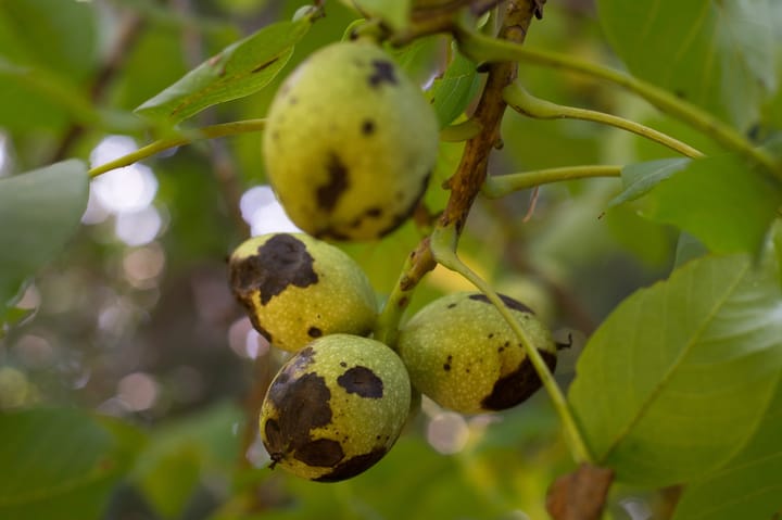 Photo 53 of Ericasestraat 11