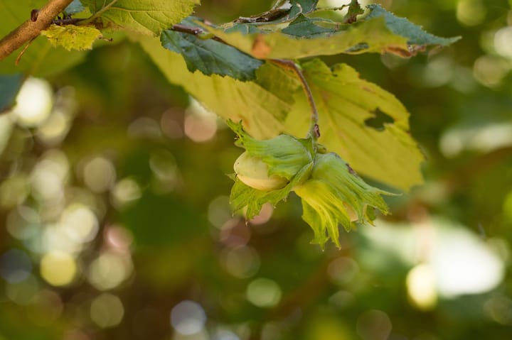 Photo 54 of Ericasestraat 11