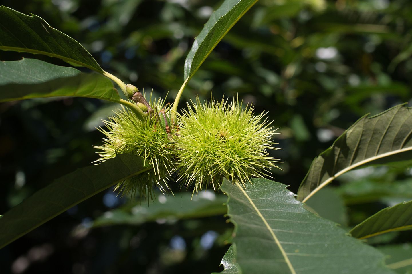 Foto 55 van Ericasestraat 11