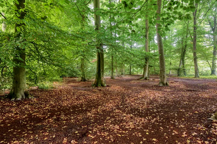 Foto 41 van Lindeboomlaan 39