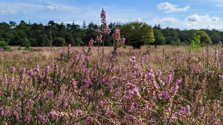 Foto 19 van Amaliagaarde 17