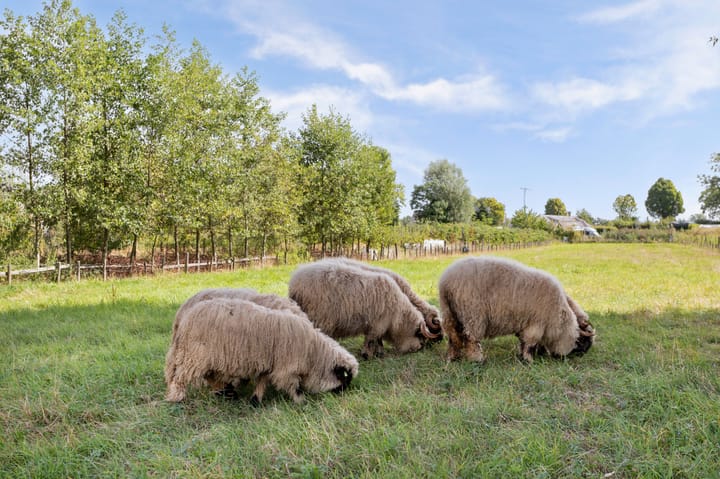 Foto 14 van Krangstraat 9