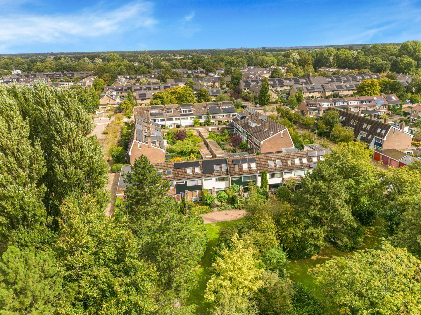 Foto 50 van Boterbloem 20