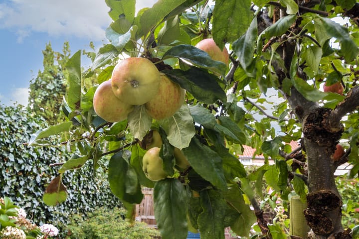 Foto 12 van Brantwijk 64