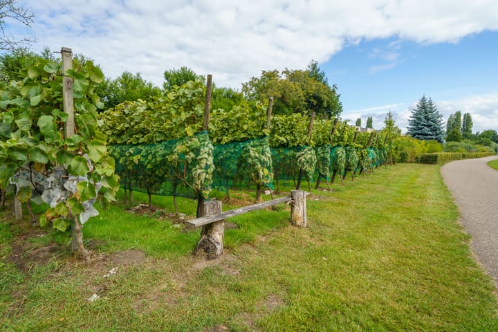 Foto 53 van Krachtveld 25