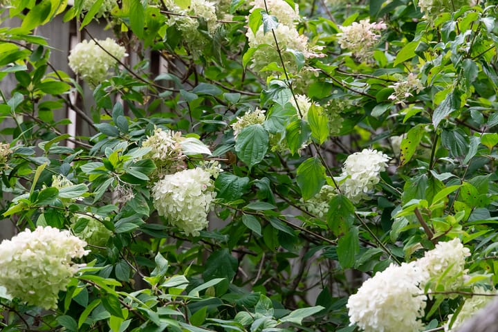 Foto 45 van Park Zomerlust 10