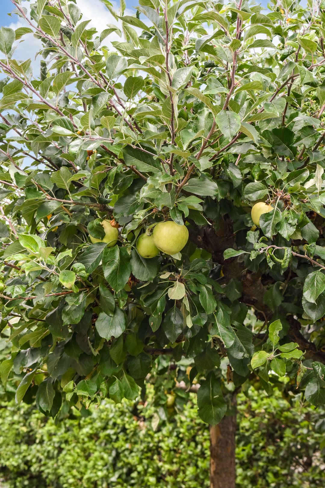 Foto 32 van Commandeurshof 1