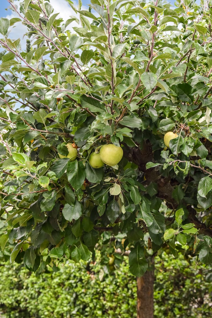 Foto 32 van Commandeurshof 1