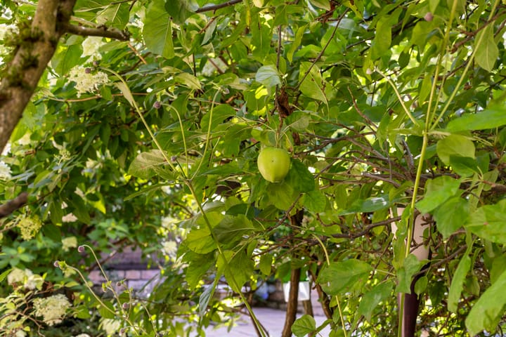 Foto 74 van Zwarte Kijkerweg 47