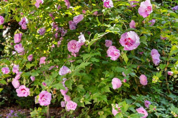 Foto 75 van Zwarte Kijkerweg 47