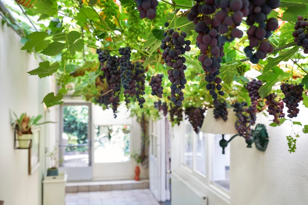 Foto 32 van Naaldwijkseweg 384