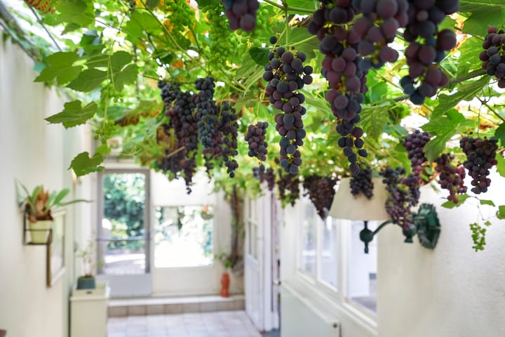 Foto 32 van Naaldwijkseweg 384