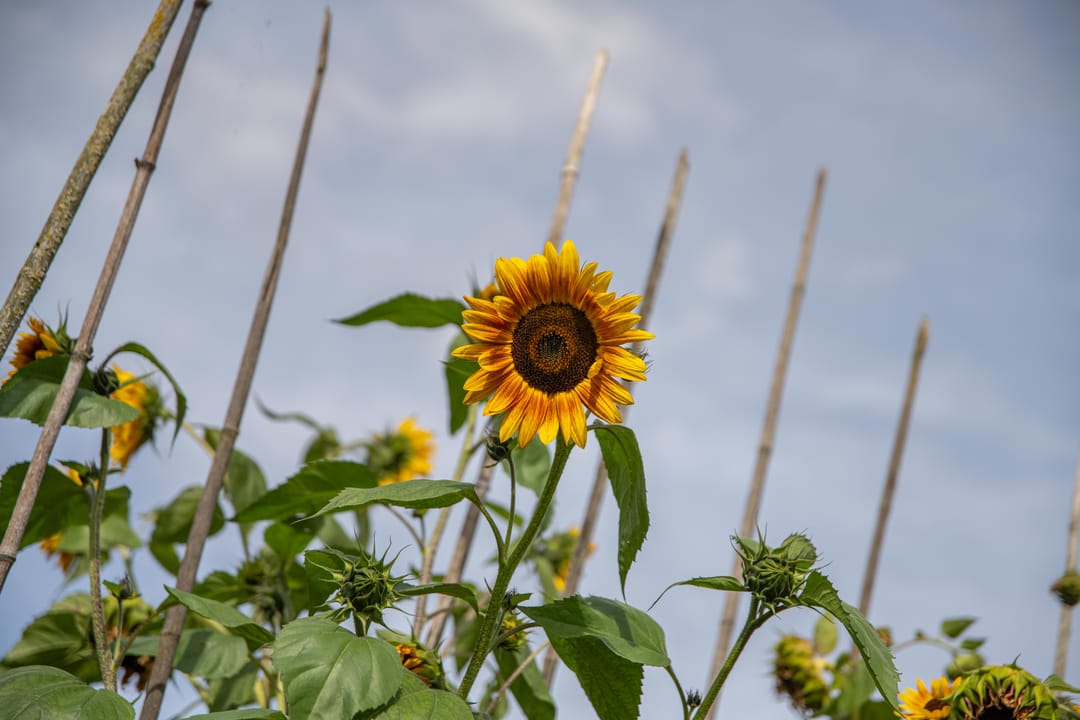 Photo 92 of Polselaan 10