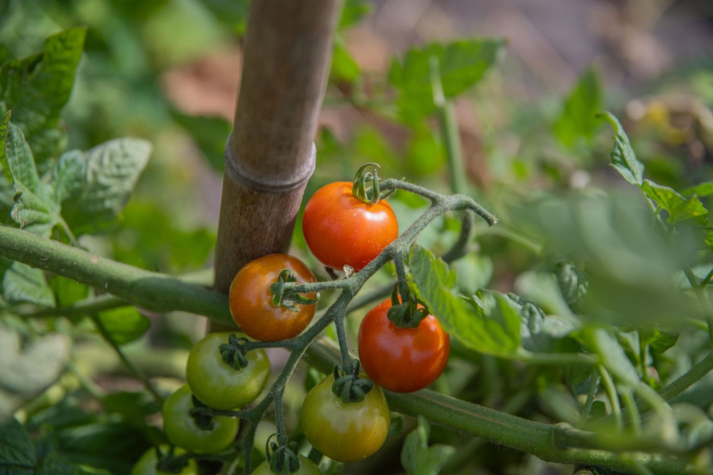 Photo 94 of Polselaan 10