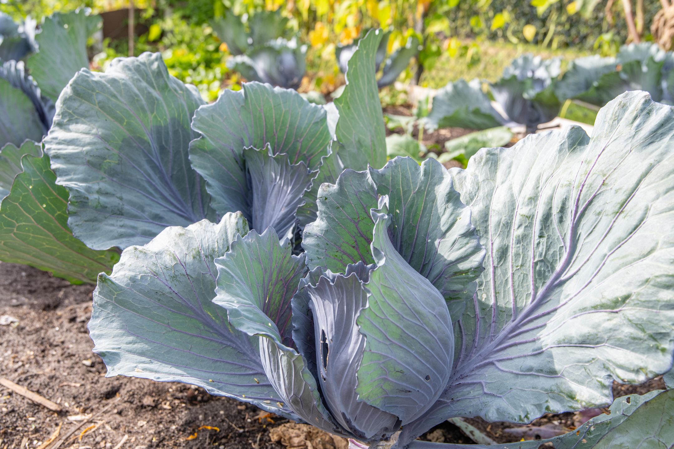 Photo 96 of Polselaan 10