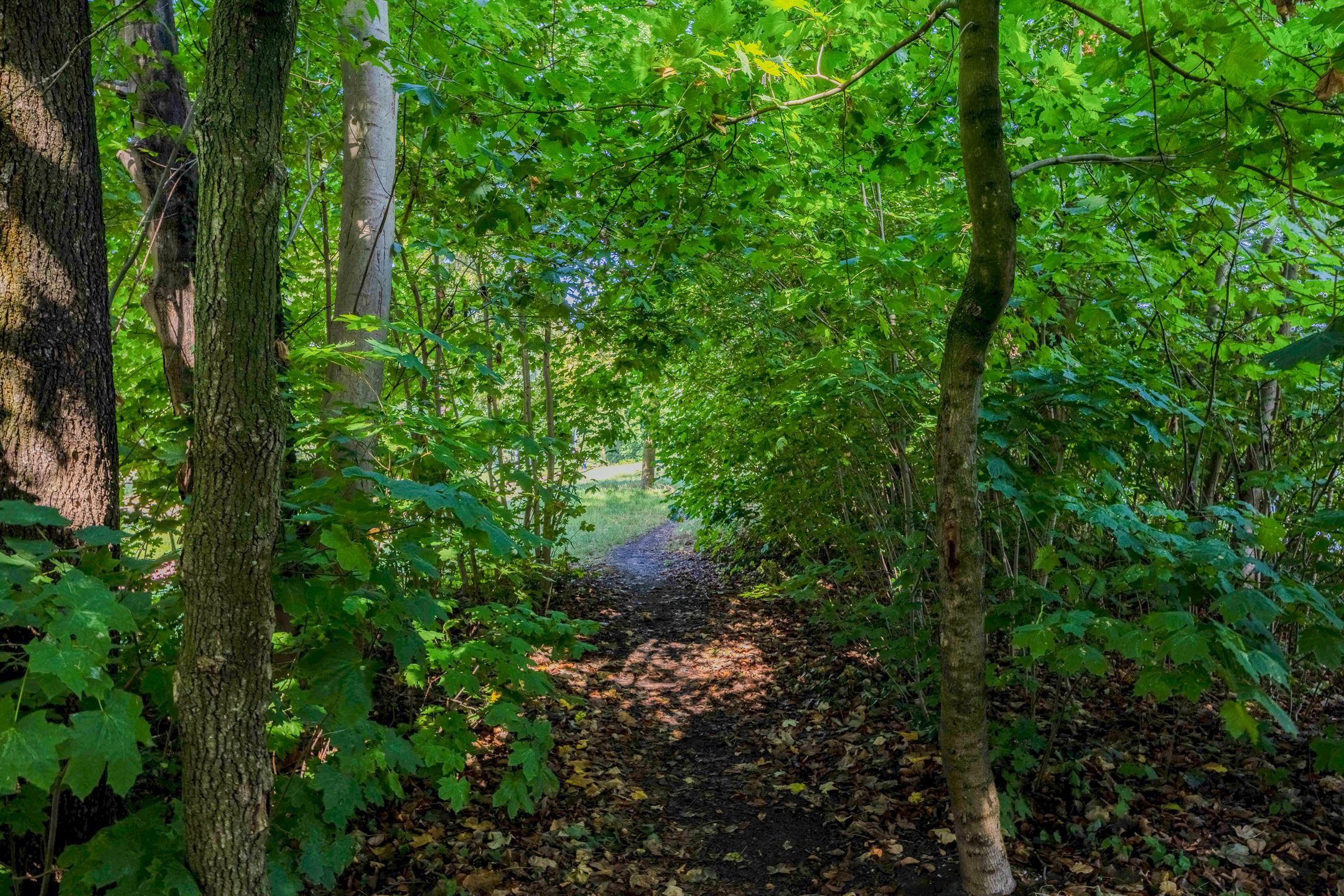 Foto 51 van Lankforst 2329-A