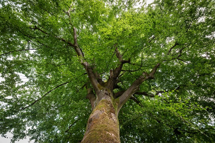 Foto 32 van Keltenlaan 1